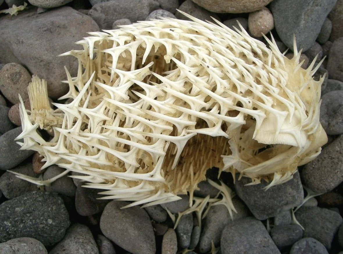 porcupinefish skeleton